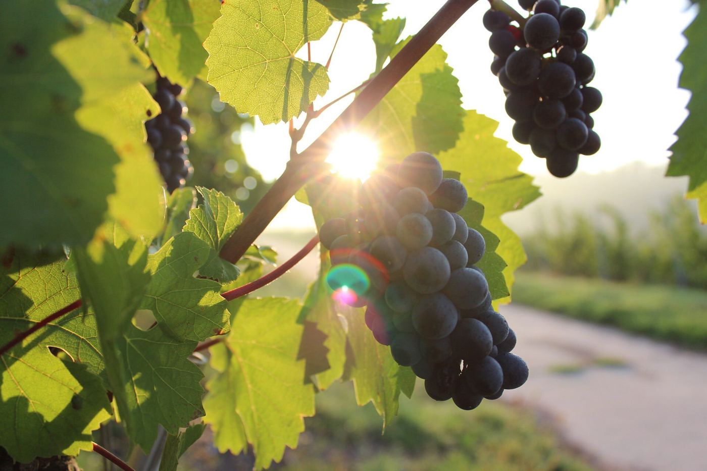 ADAMA Launches Rexaro Fungicide for Grapes, Potatoes and Vegetables in India