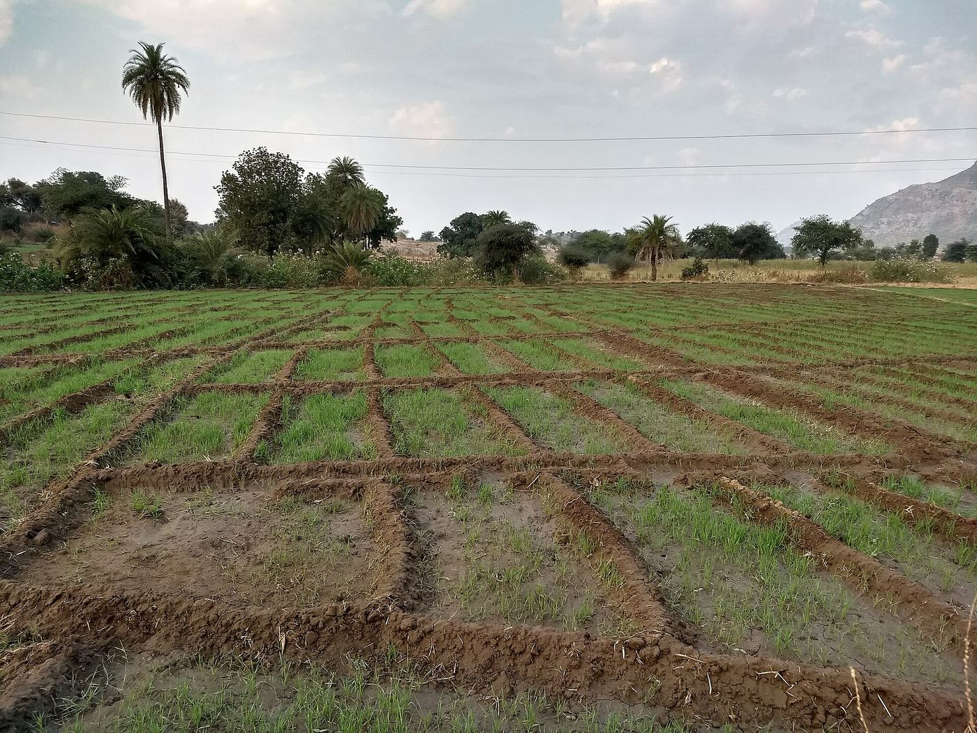 CropLife India Urges Precision Farming for Rabi After the Weakest Monsoon Since 2015