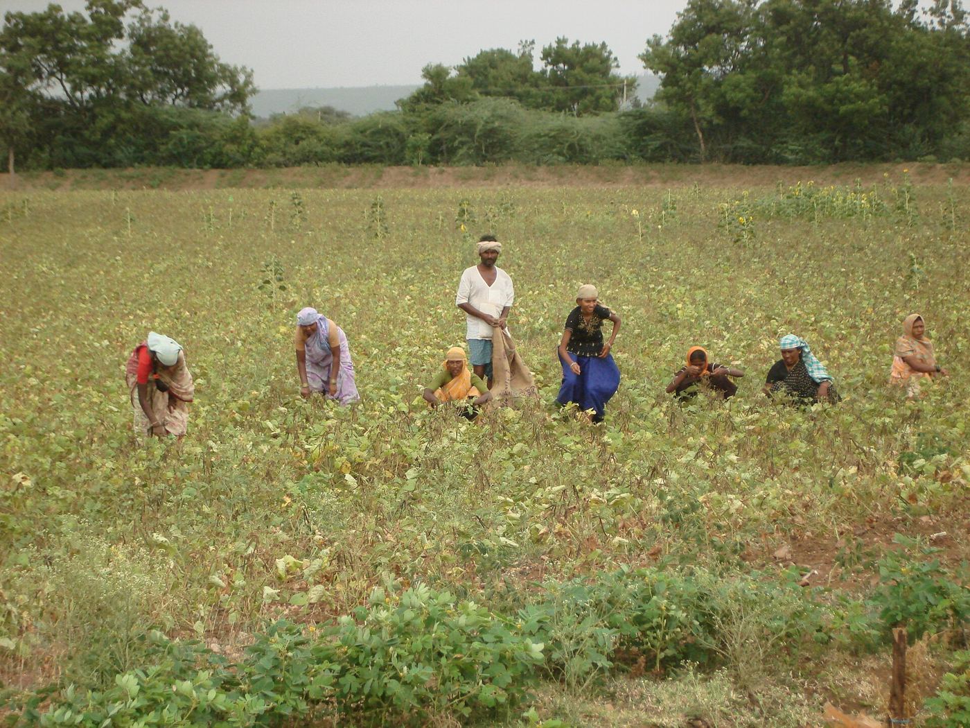Crop Care Federation Calls for a Balanced Agrochemical Policy
